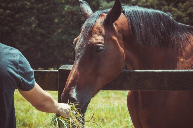 Horse’s Diet